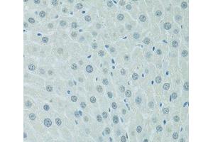 Immunohistochemistry of paraffin-embedded Rat liver using CEBPA Polyclonal Antibody at dilution of 1:100 (40x lens).