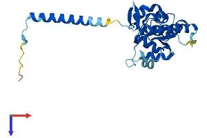 AlphaFold protein structure predicition of Mouse Recombinant Rpl7l1 Protein, UniprotID Q9D8M4