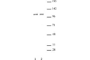 STAT2 antibody (pAb) tested by Western blot.