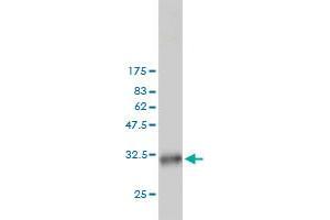 Western Blot detection against Immunogen (31.