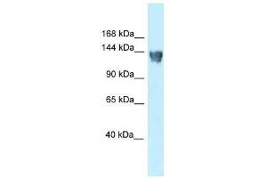 Western Blot showing XPO5 antibody used at a concentration of 1. (XPO5 anticorps  (N-Term))