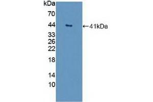 Detection of Recombinant GNb2, Human using Polyclonal Antibody to G Protein Beta 2 (GNb2) (GNB2 anticorps  (AA 2-340))