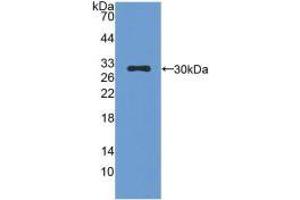 Western blot analysis of recombinant Mouse CMA1. (CMA1 anticorps  (AA 9-247))