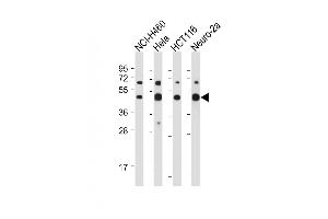 All lanes : Anti-SLC16A3 Antibody (C-term) at 1:1000-1:2000 dilution Lane 1: NCI- whole cell lysate Lane 2: Hela whole cell lysate Lane 3: HC whole cell lysate Lane 4: Neuro-2a whole cell lysate Lysates/proteins at 20 μg per lane.