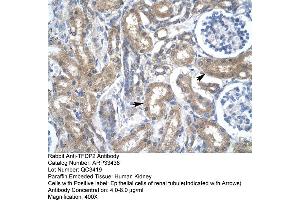 Human kidney (DP2 anticorps  (N-Term))