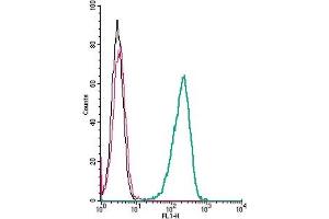 anti-Free Fatty Acid Receptor 1 (FFAR1) (AA 244-259), (Extracellular) antibody