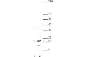 Histone H2A/H4 phospho Ser1 pAb tested by Western blot. (Histone H2A, H4 (pSer1) anticorps)