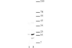 anti-Histone H2A, H4 (pSer1) antibody