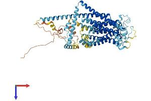 AlphaFold protein structure predicition of Human Recombinant TMC4 Protein, UniprotID Q7Z404