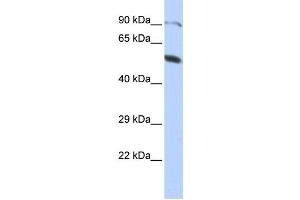 Western Blotting (WB) image for anti-Zinc Finger Protein 641 (ZNF641) antibody (ABIN2458449) (ZNF641 anticorps)