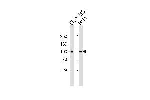 Western blot analysis of lysates from SK-N-MC,Hela cell line (from left to right),using STAT3 Antibody (Ab-705)(ABIN483626 and ABIN1533010). (STAT3 anticorps)