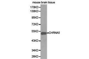 Western Blotting (WB) image for anti-Cholinergic Receptor, Nicotinic, alpha 5 (Neuronal) (CHRNA5) antibody (ABIN1871854) (CHRNA5 anticorps)