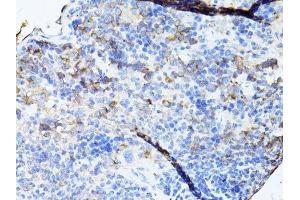 Immunohistochemistry of paraffin-embedded mouse spleen using TEFM antibody. (TEFM anticorps  (AA 36-210))