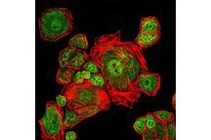 anti-Cyclin-Dependent Kinase 1 (CDK1) antibody