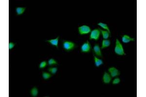 Immunofluorescence staining of Hela cells with ABIN7167153 at 1:66, counter-stained with DAPI.