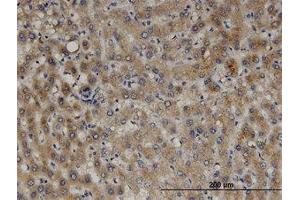 Image no. 1 for anti-Peroxisomal Biogenesis Factor 11 beta (PEX11B) (AA 1-99) antibody (ABIN599479) (PEX11B anticorps  (AA 1-99))