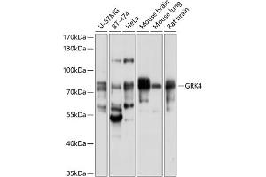 Western blot analysis of extracts of various cell lines, using GRK4 antibody (ABIN6130403, ABIN6141415, ABIN6141416 and ABIN6214602) at 1:1000 dilution. (GRK4 anticorps  (AA 359-578))