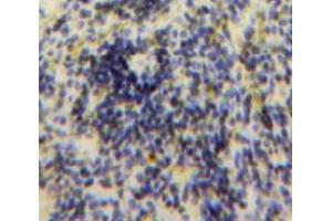 IHC-P analysis of Spleen tissue, with DAB staining. (CCL24 anticorps  (AA 27-119))
