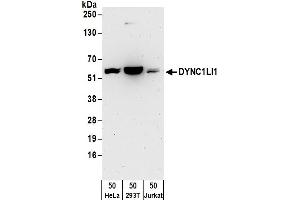 Western Blotting (WB) image for anti-Dynein, Cytoplasmic 1, Light Intermediate Chain 1 (DYNC1LI1) (AA 1-50) antibody (ABIN7455011)