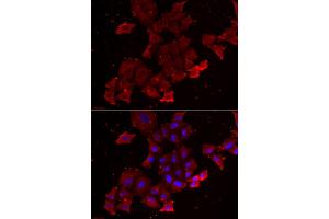 Immunofluorescence analysis of A549 cells using LGALS3BP antibody (ABIN5974167). (LGALS3BP anticorps)