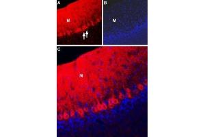 Expression of NCX2 in rat cerebellum - Immunohistochemical staining of immersion-fixed, free floating rat brain frozen sections using Anti-NCX2 (SLC8A2) Antibody (ABIN7043755, ABIN7044877 and ABIN7044878), (1:100).