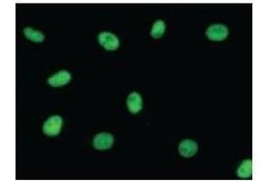 Immunostaining analysis in HeLa cells.