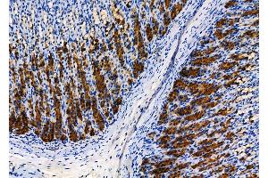ABIN6266008 and ABIN6278040 at 1/100 staining Rat stomach tissue by IHC-P.