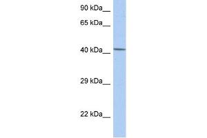 WB Suggested Anti-NR5A1 Antibody Titration:  0. (NR5A1 anticorps  (Middle Region))