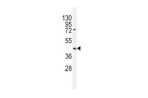 PTEN Antibody (N-term) (ABIN6242545 and ABIN6579042) western blot analysis in HL-60 cell line lysates (35 μg/lane).