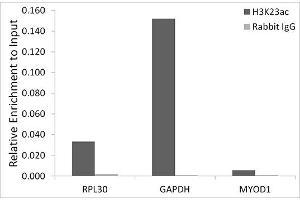 Chromatin immunoprecipitation analysis of extracts of HeLa cells, using Acetyl-Histone H3-K23 antibody (ABIN7267669) and rabbit IgG.