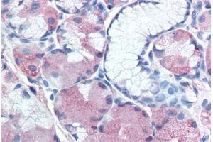 Anti-MUC13 antibody  ABIN960794 IHC staining of human stomach. (MUC13 anticorps  (Extracellular Domain))