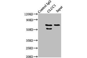 Immunoprecipitating CLCC1 in HepG2 whole cell lysate Lane 1: Rabbit control IgG instead of ABIN7147569 in HepG2 whole cell lysate.