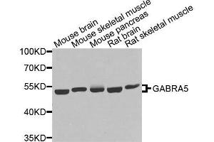 Western blot analysis of extracts of various cell lines, using GABRA5 antibody. (GABRA5 anticorps  (AA 32-259))