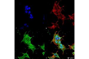Immunocytochemistry/Immunofluorescence analysis using Mouse Anti-Ankyrin R Monoclonal Antibody, Clone S388A-10 . (Erythrocyte Ankyrin anticorps  (AA 1-1881) (Atto 390))