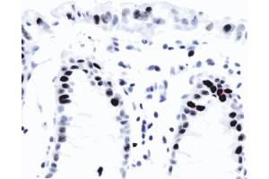 Anti-human p21, ABIN967528. (p21 anticorps)