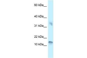 Western Blot showing UTS2D antibody used at a concentration of 1 ug/ml against 721_B Cell Lysate