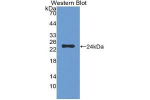 Western Blotting (WB) image for anti-F11 Receptor (F11R) (AA 64-249) antibody (ABIN1868792) (F11R anticorps  (AA 64-249))