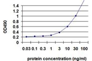 Sandwich ELISA detection sensitivity ranging from 1 ng/mL to 100 ng/mL. (IL1B (Humain) Matched Antibody Pair)