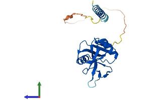 AlphaFold protein structure predicition of Mouse Recombinant Clec5a Protein, UniprotID Q9R007
