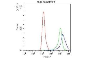 Flow Cytometry analysis of A549 cells using anti-CD27 antibody . (CD27 anticorps  (AA 20-191))