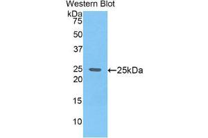 Western Blotting (WB) image for anti-Glypican 4 (GPC4) (AA 220-426) antibody (ABIN1859054) (GPC4 anticorps  (AA 220-426))