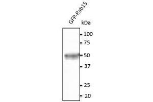 Anti-Rab15 Ab at 1/500 dilution, 293HEK transfected With GFP- Rab15, lysates at 20 µg per Iane, rabbit polyclonal to goat lgG(HRP) at 1/10,000 dilution,