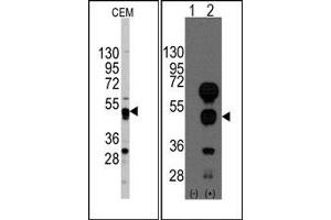 Image no. 1 for anti-GATA Binding Protein 4 (GATA4) (C-Term) antibody (ABIN356870) (GATA4 anticorps  (C-Term))