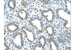 Image no. 1 for anti-Ubiquitin-Conjugating Enzyme E2, J1, U (UBE2J1) (N-Term) antibody (ABIN203528)