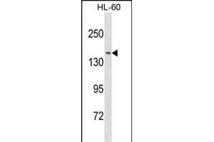 NCOA3 Antibody (N-term) (ABIN1881566 and ABIN2838818) western blot analysis in HL-60 cell line lysates (35 μg/lane). (NCOA3 anticorps  (N-Term))