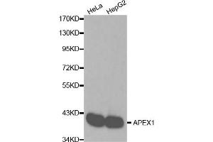 Western blot analysis of extracts of various cell lines, using APEX1 antibody (ABIN6291253). (APEX1 anticorps)
