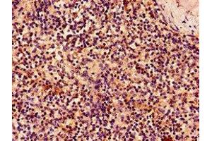 Immunohistochemistry of paraffin-embedded human spleen tissue using ABIN7161645 at dilution of 1:100