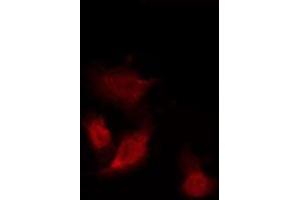 ABIN6275960 staining Hela by IF/ICC. (GPR153 anticorps  (Internal Region))