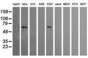 Image no. 3 for anti-Chaperonin Containing TCP1, Subunit 8 (Theta)-Like 2 (CCT8L2) antibody (ABIN1497482) (CCT8L2 anticorps)