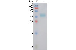 Human Protein, hFc Tag on SDS-PAGE under reducing condition.